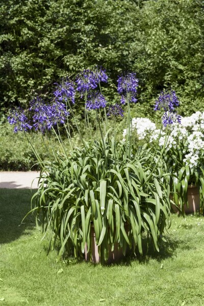 Agapanthus africanus, blau 9 cm Topf - Größe nach Saison