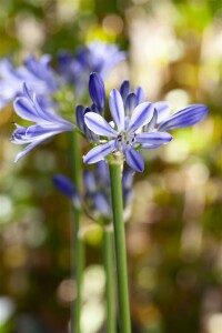 Agapanthus africanus, blau 9 cm Topf - Größe nach Saison