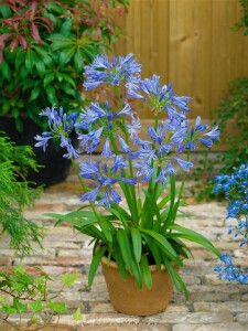 Agapanthus africanus, blau 9 cm Topf - Größe nach Saison