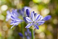 Agapanthus africanus, blau 9 cm Topf - Größe nach Saison