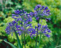 Agapanthus africanus, blau 9 cm Topf - Größe nach Saison