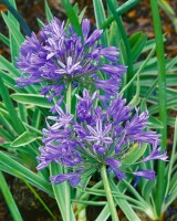 Agapanthus africanus, blau 9 cm Topf - Größe nach Saison