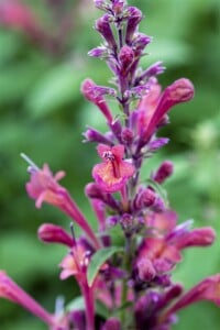 Agastache aurantiaca 11 cm Topf - Größe nach Saison