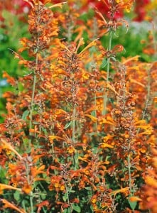 Agastache aurantiaca 11 cm Topf - Größe nach Saison