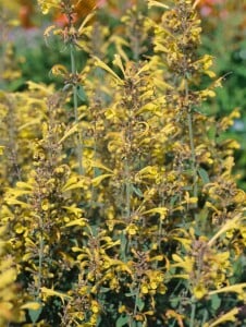 Agastache aurantiaca 11 cm Topf - Größe nach Saison