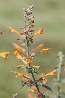 Agastache aurantiaca 11 cm Topf - Größe nach Saison