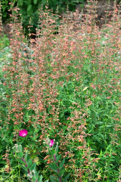 Agastache barberi Firebird 11 cm Topf - Größe nach Saison