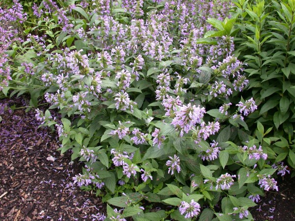 Agastache foeniculum 9 cm Topf - Größe nach Saison