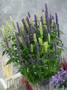 Agastache foeniculum 9 cm Topf - Größe nach Saison