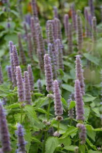 Agastache foeniculum 9 cm Topf - Größe nach Saison