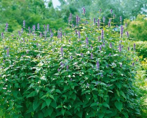 Agastache foeniculum 9 cm Topf - Größe nach Saison