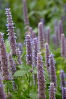 Agastache foeniculum 9 cm Topf - Größe nach Saison