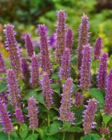 Agastache foeniculum 9 cm Topf - Größe nach Saison