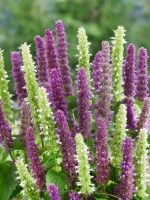 Agastache foeniculum 9 cm Topf - Größe nach Saison