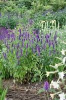 Agastache foeniculum 9 cm Topf - Größe nach Saison