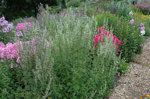 Agastache rugosa Alba 9 cm Topf - Größe nach Saison