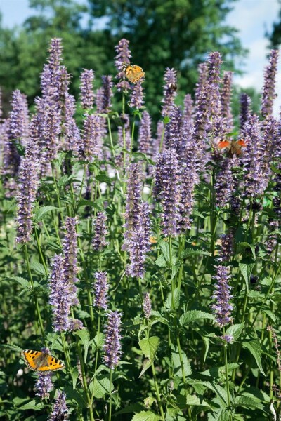 Agastache rugosa Black Adder 11 cm Topf - Größe nach Saison