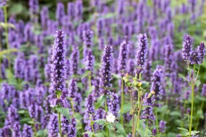 Agastache rugosa Black Adder 11 cm Topf - Größe nach Saison