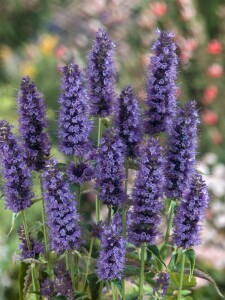 Agastache rugosa Black Adder 11 cm Topf - Größe nach Saison