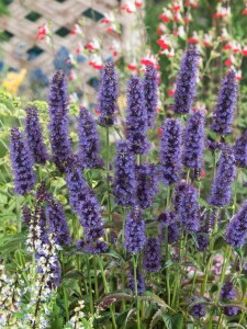 Agastache rugosa Black Adder 11 cm Topf - Größe nach Saison