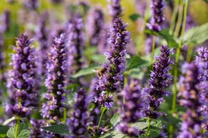 Agastache rugosa Black Adder 11 cm Topf - Größe nach Saison