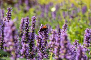 Agastache rugosa Black Adder 11 cm Topf - Größe nach Saison