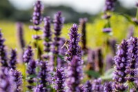 Agastache rugosa Black Adder 11 cm Topf - Größe nach Saison