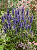 Agastache rugosa Black Adder 11 cm Topf - Größe nach Saison