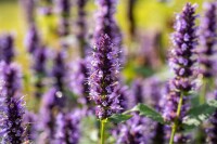 Agastache rugosa Black Adder 11 cm Topf - Größe nach Saison