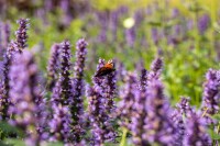 Agastache rugosa Black Adder 11 cm Topf - Größe nach Saison