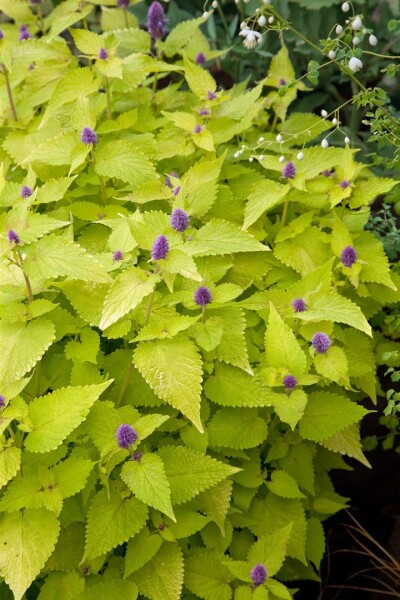 Agastache rugosa Golden Jubilee 9 cm Topf - Größe nach Saison