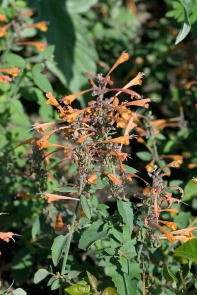 Agastache rupestris 11 cm Topf - Größe nach Saison