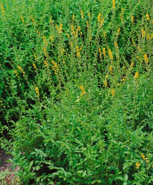 Agrimonia eupatoria 9 cm Topf - Größe nach Saison