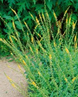 Agrimonia eupatoria 9 cm Topf - Größe nach Saison