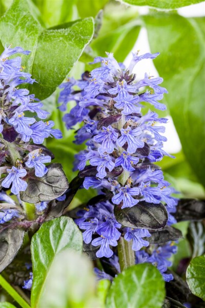 Ajuga reptans 9 cm Topf - Größe nach Saison