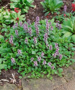 Ajuga reptans 9 cm Topf - Größe nach Saison