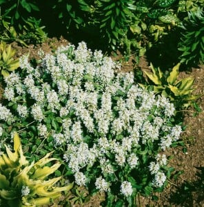 Ajuga reptans 9 cm Topf - Größe nach Saison