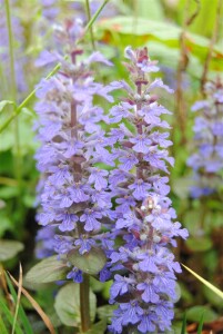 Ajuga reptans 9 cm Topf - Größe nach Saison