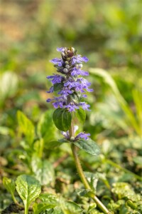 Ajuga reptans 9 cm Topf - Größe nach Saison