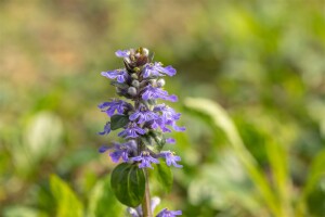 Ajuga reptans 9 cm Topf - Größe nach Saison