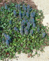 Ajuga reptans 9 cm Topf - Größe nach Saison