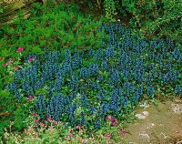 Ajuga reptans 9 cm Topf - Größe nach Saison