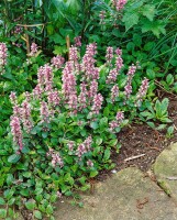 Ajuga reptans 9 cm Topf - Größe nach Saison