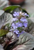 Ajuga reptans 9 cm Topf - Größe nach Saison