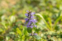 Ajuga reptans 9 cm Topf - Größe nach Saison