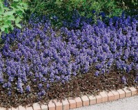 Ajuga reptans 9 cm Topf - Größe nach Saison