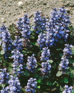 Ajuga reptans Atropurpurea 9 cm Topf - Größe nach Saison