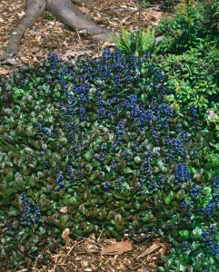 Ajuga reptans Atropurpurea 9 cm Topf - Größe nach Saison