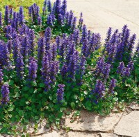 Ajuga reptans Atropurpurea 9 cm Topf - Größe nach Saison