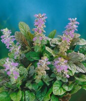 Ajuga reptans Atropurpurea 9 cm Topf - Größe nach Saison